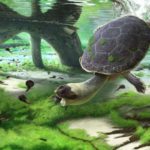 Nueva especie de tortuga pelomedusoide encontrada en Madagascar