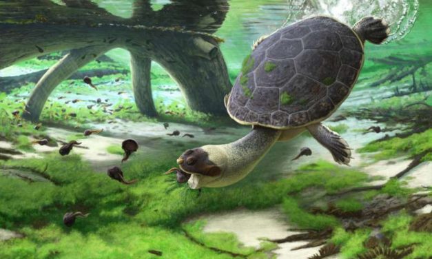 Nueva especie de tortuga pelomedusoide encontrada en Madagascar