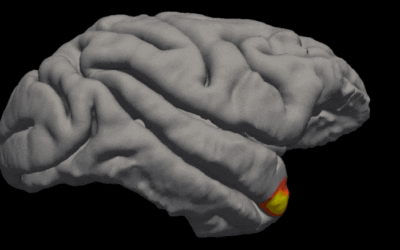 Científicos descubren una nueva clase de células de memoria en el cerebro