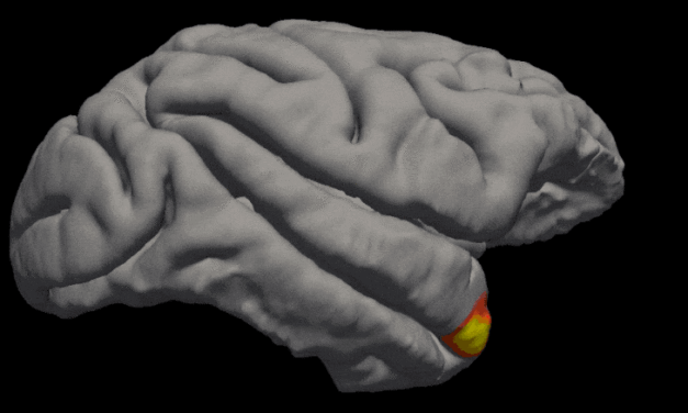 Científicos descubren una nueva clase de células de memoria en el cerebro