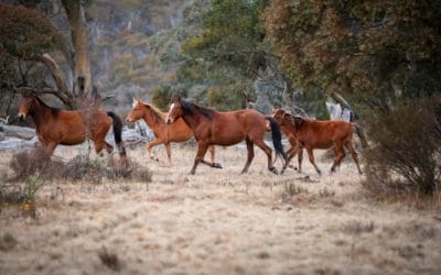Australia sacrificara más de 10,000 caballos salvajes, científicos dicen: no es suficiente