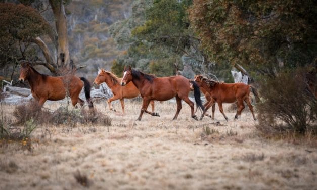 Australia sacrificara más de 10,000 caballos salvajes, científicos dicen: no es suficiente