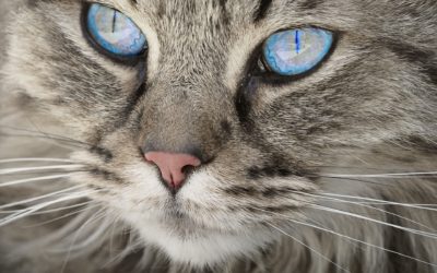 9 especies amenazadas gracias al gato domestico