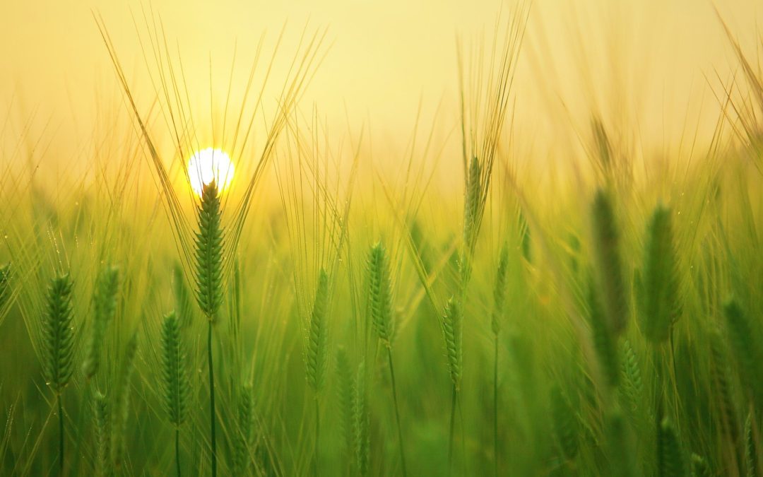 Evidencia de tala y quema para cultivo durante el Mesolítico