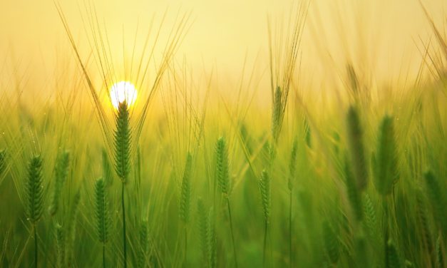 Evidencia de tala y quema para cultivo durante el Mesolítico