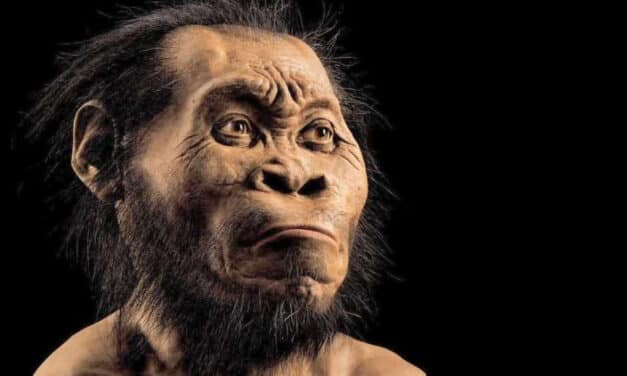 Homo Naledi pudo usar fuego y navegar hace 230,000 años