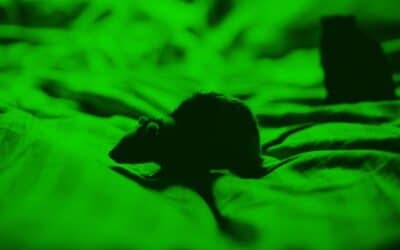 La luz verde alivia el dolor, un estudio en ratones muestra por qué