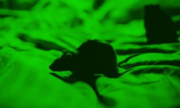 La luz verde alivia el dolor, un estudio en ratones muestra por qué