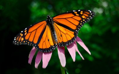 Millones de Mariposas Monarca en un solo lugar