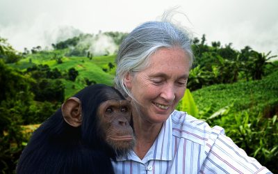 Jane Goodall la historia de una pionera, científica y conservacionista