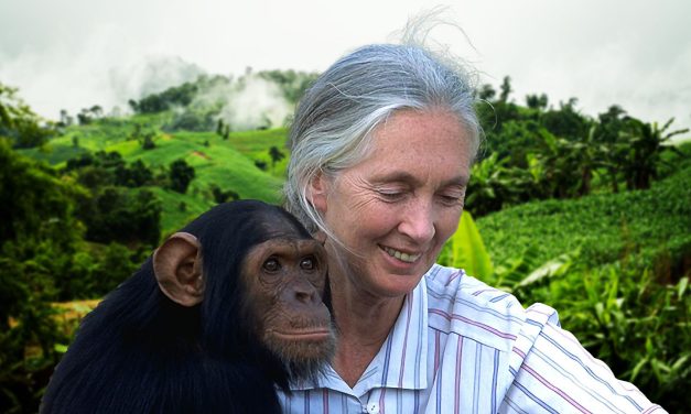 Jane Goodall la historia de una pionera, científica y conservacionista