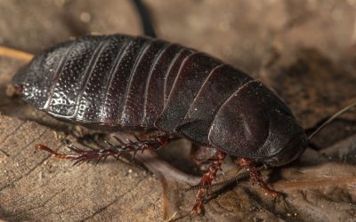 Reaparece después de 80 años de extinción, una cucaracha come-madera de Australia.