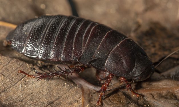 Reaparece después de 80 años de extinción, una cucaracha come-madera de Australia.