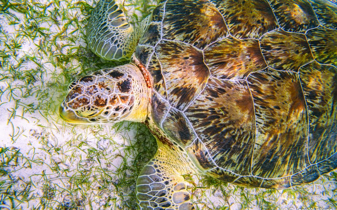 3 Criaturas marinas que puedes encontrar en el Caribe Méxicano.