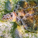 3 Criaturas marinas que puedes encontrar en el Caribe Méxicano.