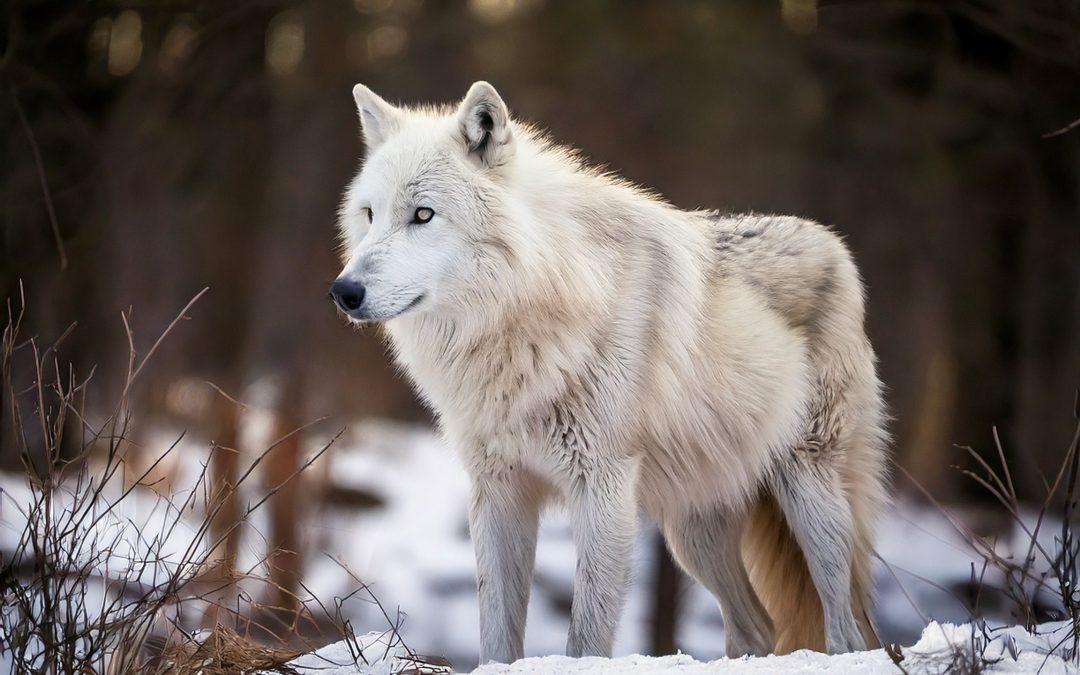 El Lobo Terrible Regresa: La Clonación que Cambia la Ciencia para Siempre