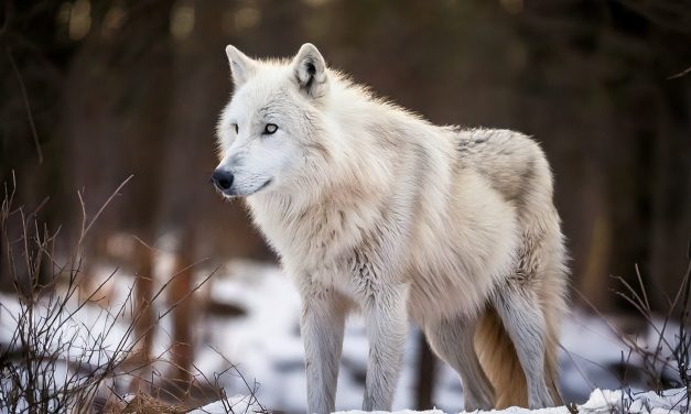 El Lobo Terrible Regresa: La Clonación que Cambia la Ciencia para Siempre